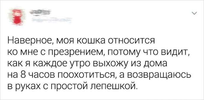 Ситуации, которые показывают, что это кошки заводят нас, а не мы их