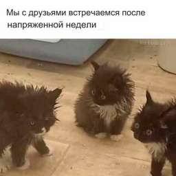 Мемы для любителей кошек