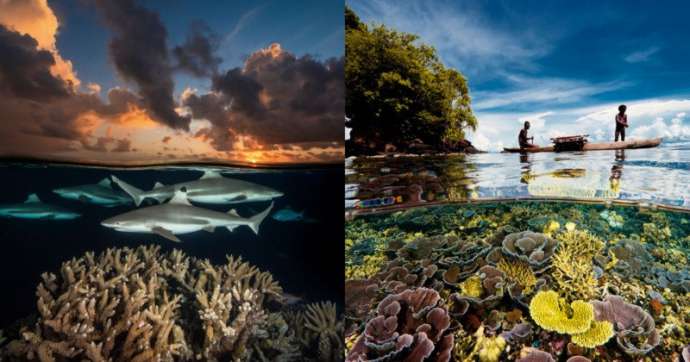 Фотографии Дэвида Дубиле: мир на поверхности и под водой