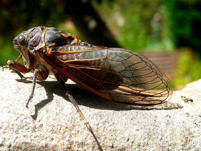 Massospora cicadina – паразит, который заставляет хотеть секса и разлагаться заживо