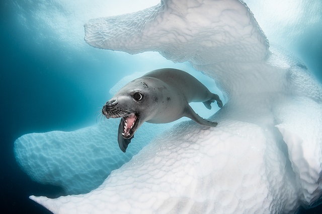 Этот дивный подводный мир: лучшие снимки с конкурса подводной фотосъемки Ocean Art 2019