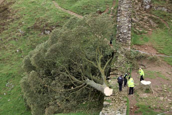 В Великобритании уничтожили многовековое «дерево Робин Гуда»