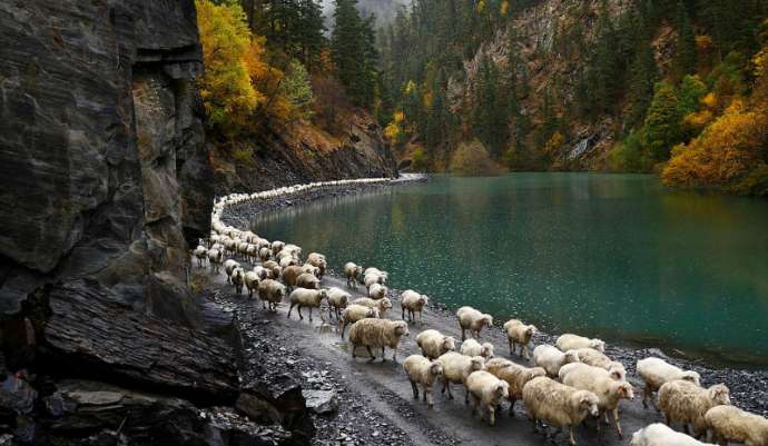 Каждый год тысячи овец в Грузии совершают опасный путь с гор высотой 3000 метров