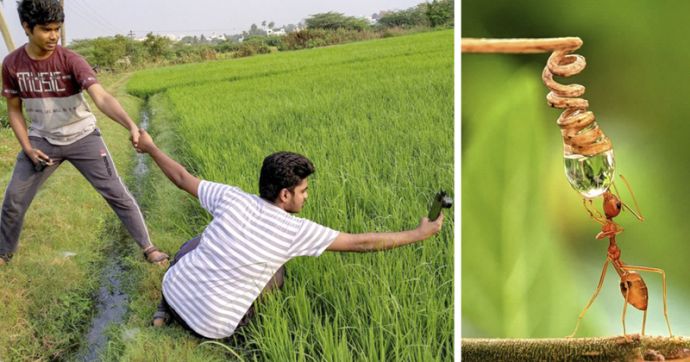20-летний индиец делает невероятные фото насекомых на телефон
