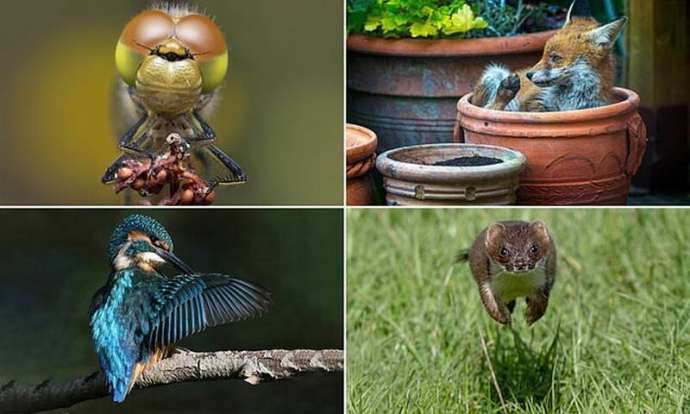 Победители конкурса фотографий дикой природы Essex Wildlife