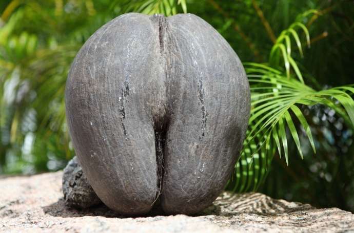 Коко-де-мер — пикантная пальма, которая вгоняет в краску