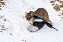 20 фото дикой природы, которые настолько плохи, что даже хороши