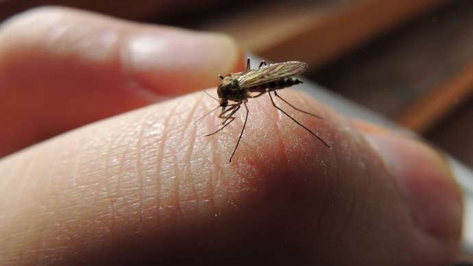 Почему комары кусают одних людей больше, чем других?
