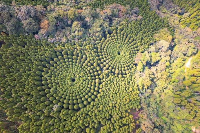 Таинственные круги из деревьев в Японии – результат 50-летнего эксперимента