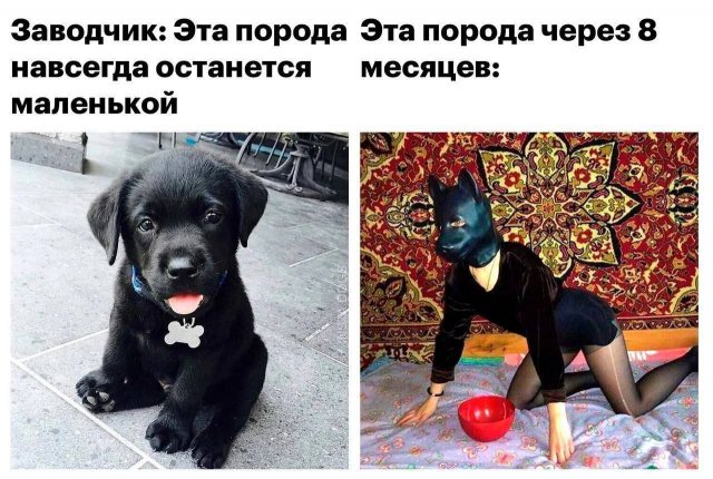 Юмор для взрослых