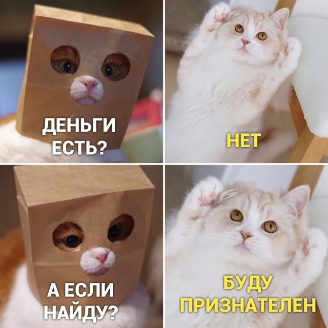 Мемы с котами