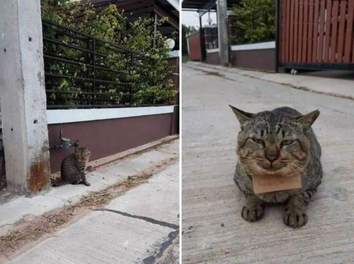 Домашний кот, вернулся домой с долгами!