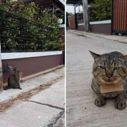 Домашний кот, вернулся домой с долгами!