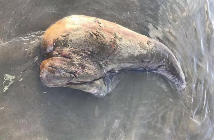 На Австралийском пляже обнаружено странное существо